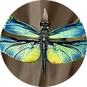 Anew Behavioral Health